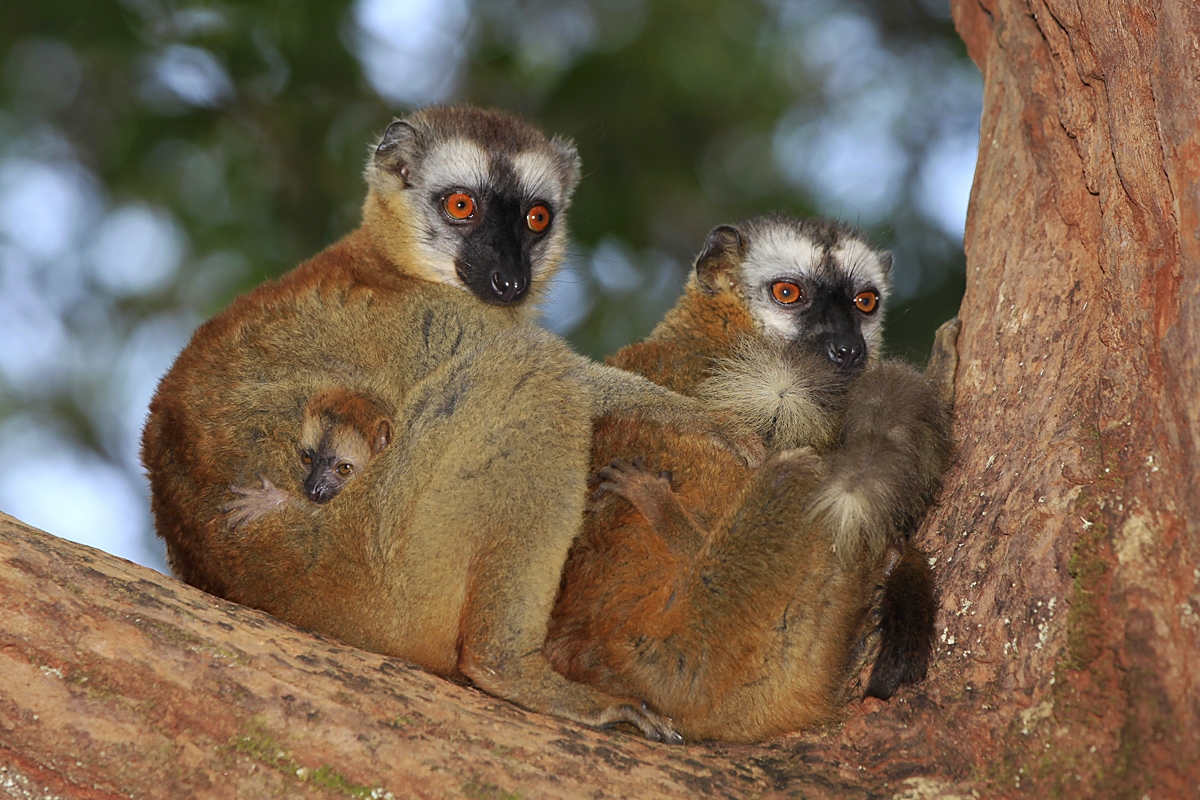 Lemur červenavý, Vakona Forest, Madagaskar